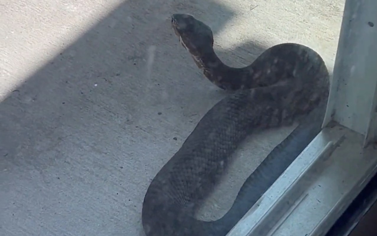 A large snake rests on a concrete surface near a glass door.