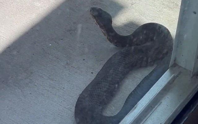 A large snake rests on a concrete surface near a glass door.