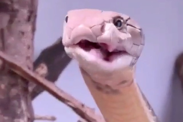 A snake opens its mouth while perched on a branch.