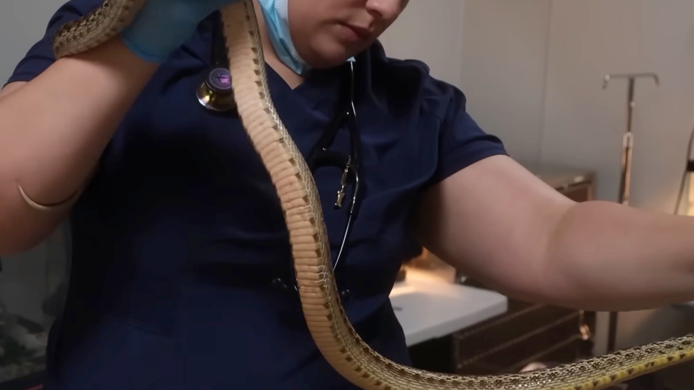 A veterinarian gently holds a large snake in a clinical setting.