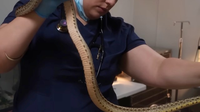 A veterinarian gently holds a large snake in a clinical setting.