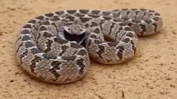 A coiled snake blends into sandy terrain with its mouth open, featuring intricate black and gray patterns.