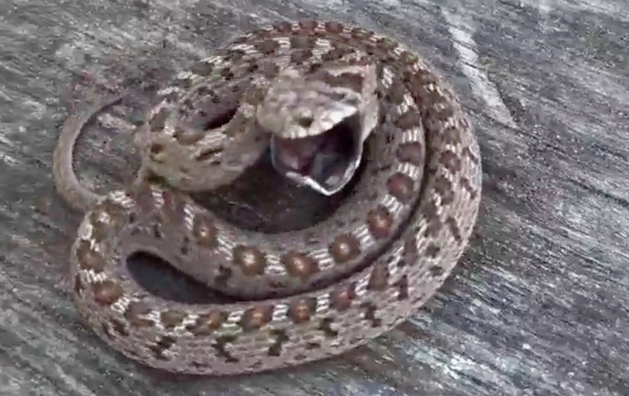 A coiled snake with a partially open mouth, displaying a patterned skin, resting on a wooden surface.