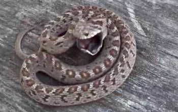 A coiled snake with a partially open mouth, displaying a patterned skin, resting on a wooden surface.