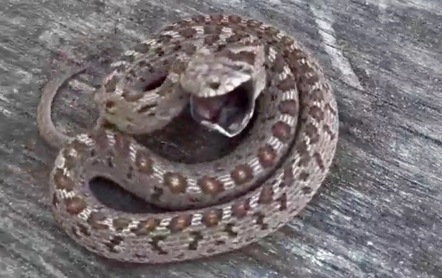 A coiled snake with a partially open mouth, displaying a patterned skin, resting on a wooden surface.