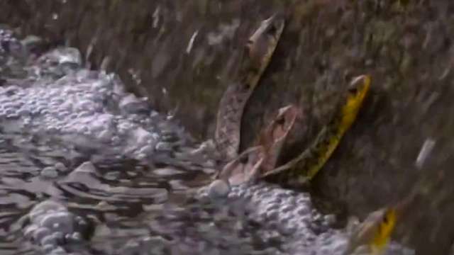 Snakes partially submerged in water, with bubbles and a textured surface in the background.