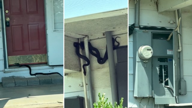 A sequence of three images showing a snake near a front door, in a porch area, and around an electrical meter.