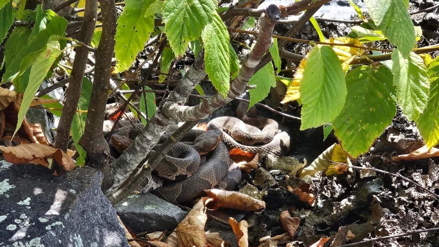 A coiled snake surrounded by green leaves and fallen foliage on the forest floor.