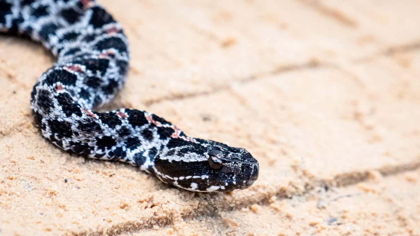 A close-up of a patterned snake resting on sandy ground.