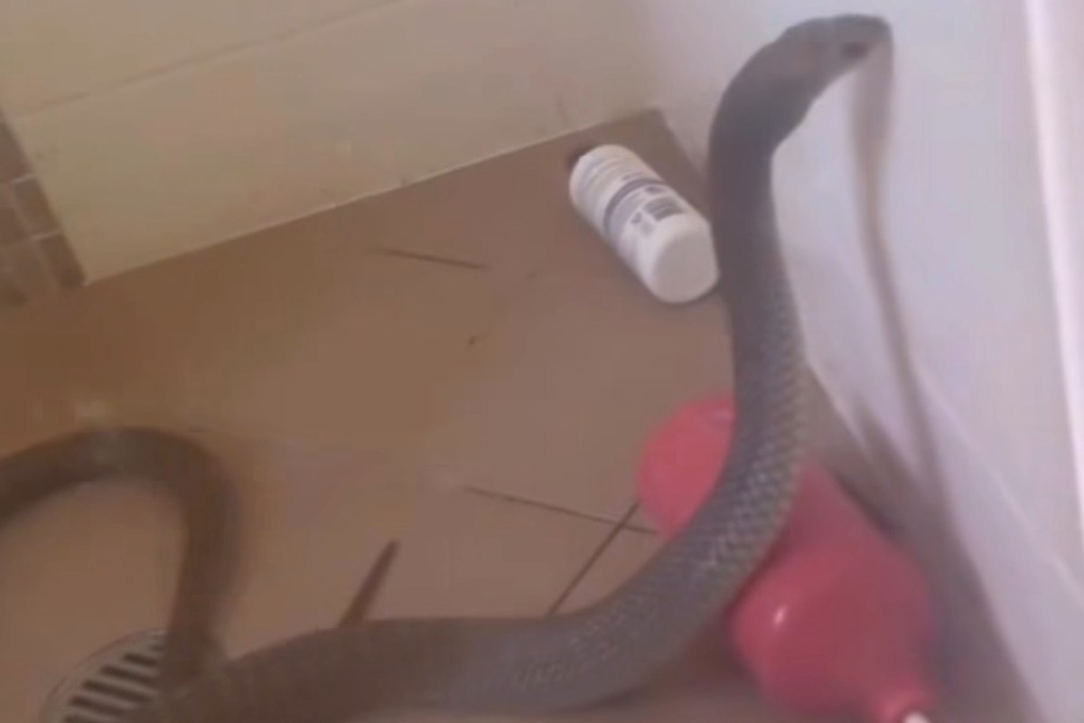 A snake is coiled near a plunger and a container on the tiled floor of a bathroom shower stall.