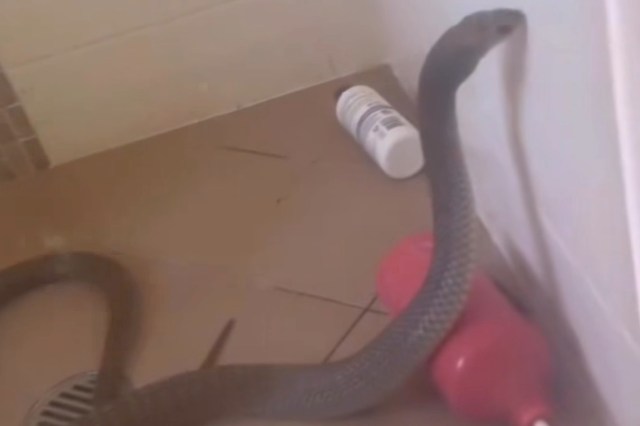 A snake is coiled near a plunger and a container on the tiled floor of a bathroom shower stall.