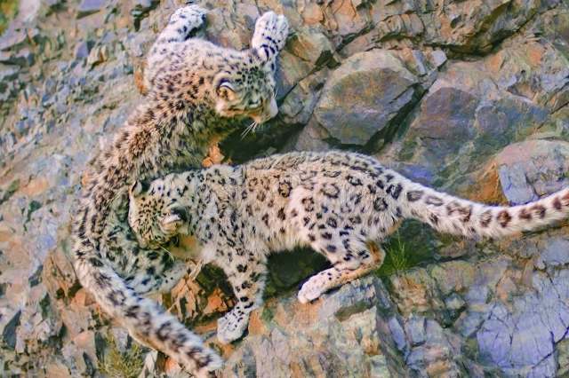Two snow leopards play on a rocky surface, showcasing their distinctive spotted fur.