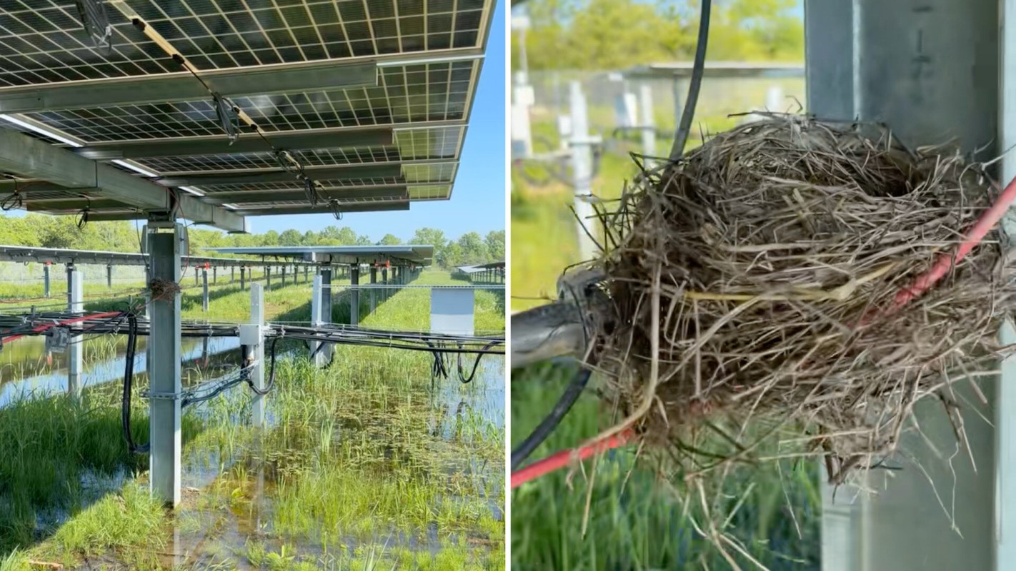 Solar panels installed over a wetland area, with a bird's nest resting on one of the support beams.