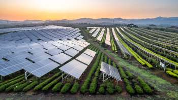 Aerial view of solar panels arranged over green plant rows at sunrise, with mountains in the background.
