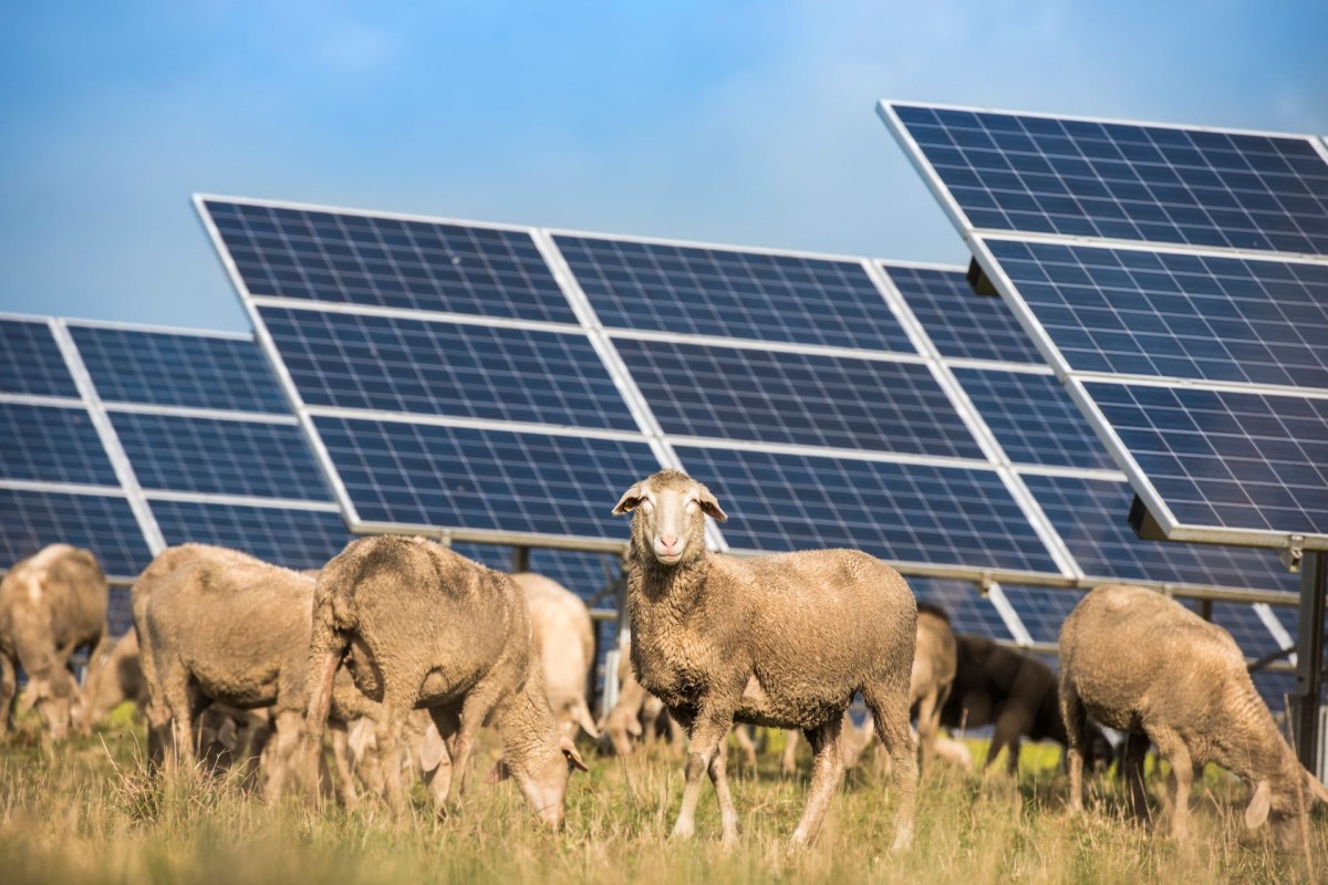 Sheep near solar panels.