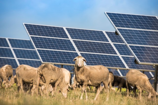 Sheep near solar panels.