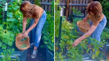 A woman in a garden picking vegetables and placing them into a wicker basket.