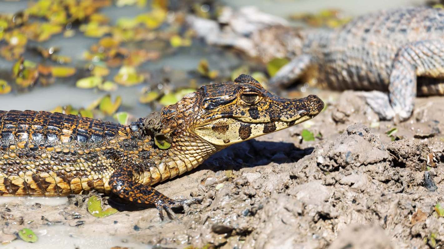 A young spectacled caiman resting on muddy ground with another caiman partially visible in the background.