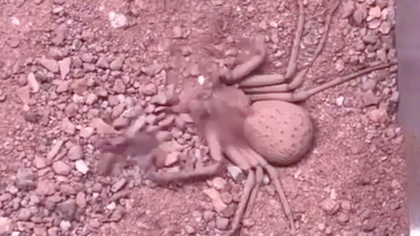A large spider with long legs sits on sandy ground surrounded by small pebbles.