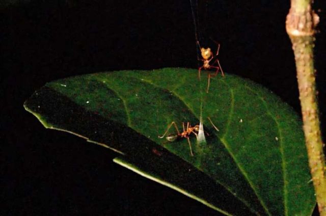 Australian ballista spiders.
