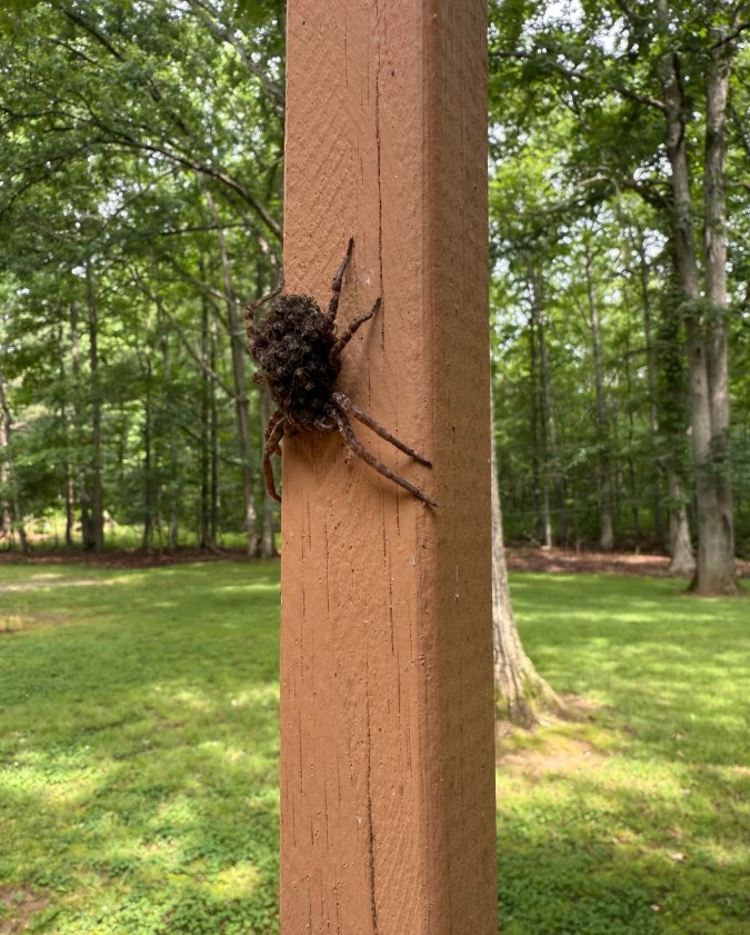 A large spider with a bulging body on a wooden post with trees and grass in the background.