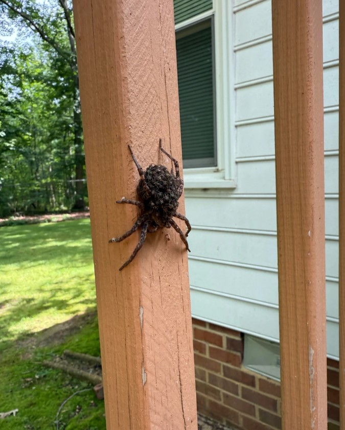 The spider on the post with a house in the background.