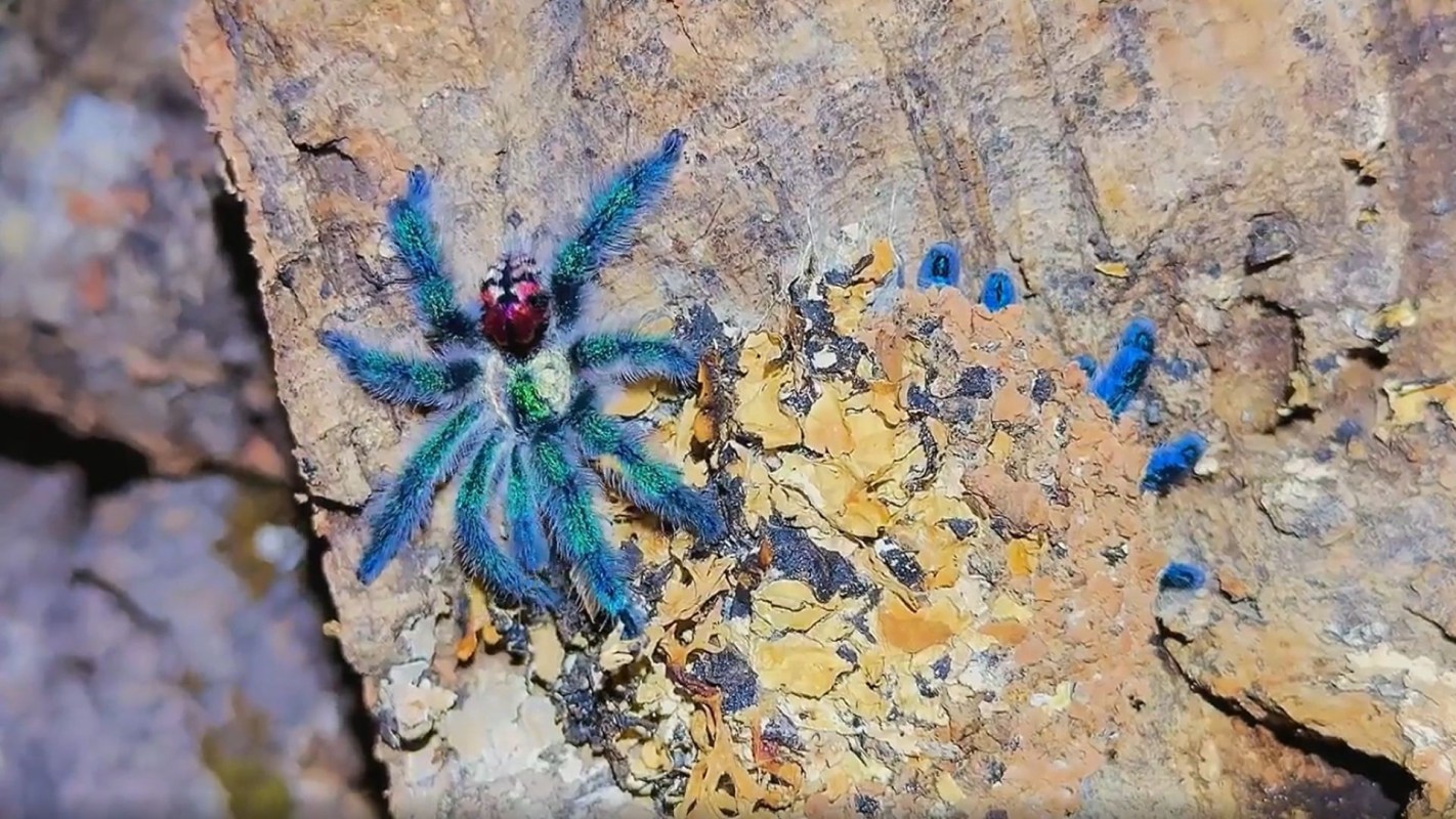 A colorful Brazilian Jewel tarantula is perched on a rock surface.