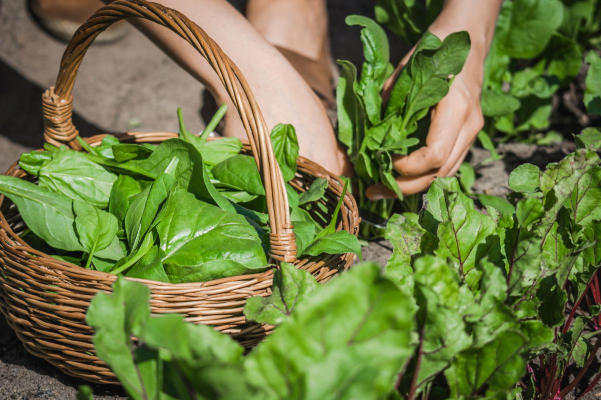 A gardener placing fresh spinach leaves into a woven basket.