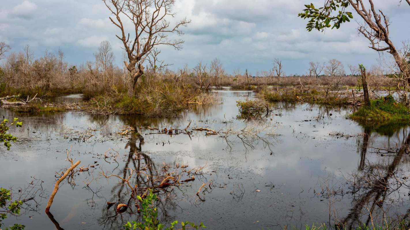 A tranquil wetland scene with still water reflecting bare trees and sparse vegetation under a cloudy sky.