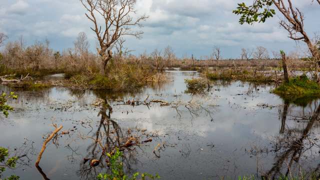 A tranquil wetland scene with still water reflecting bare trees and sparse vegetation under a cloudy sky.