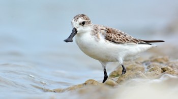 A shorebird with a black bill and mottled brown feathers stands on rocky shore near water.