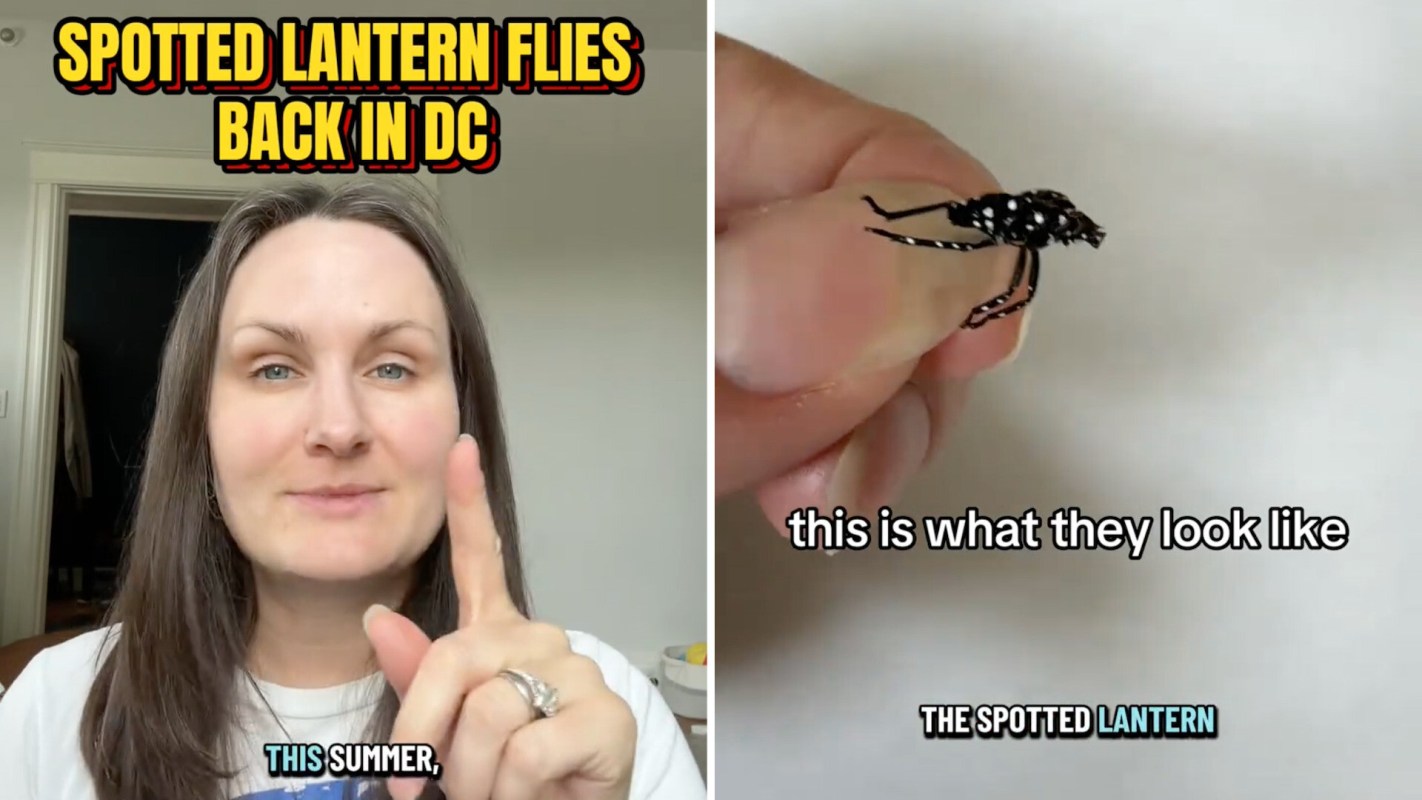 A woman holds a spotted lanternfly, explaining its appearance in a video.