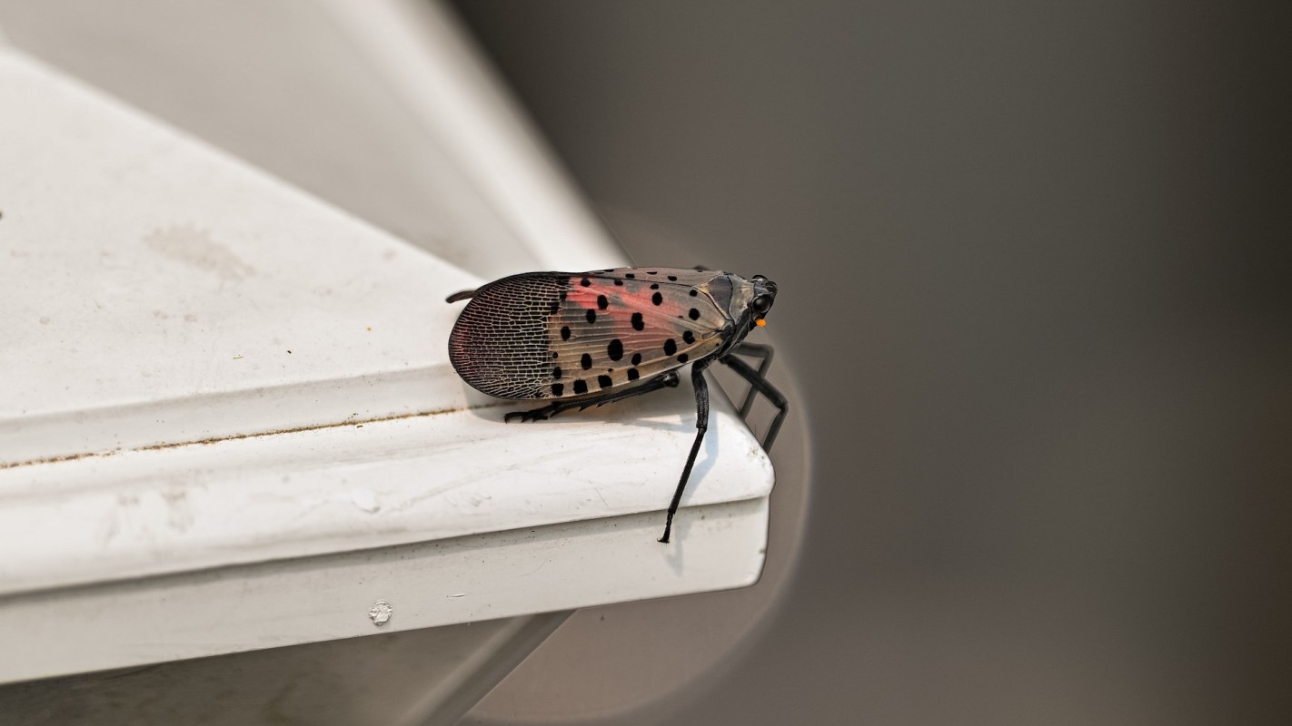 A spotted lanternfly perched on the edge of a white surface.