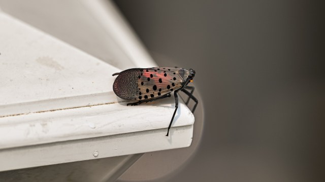 A spotted lanternfly perched on the edge of a white surface.