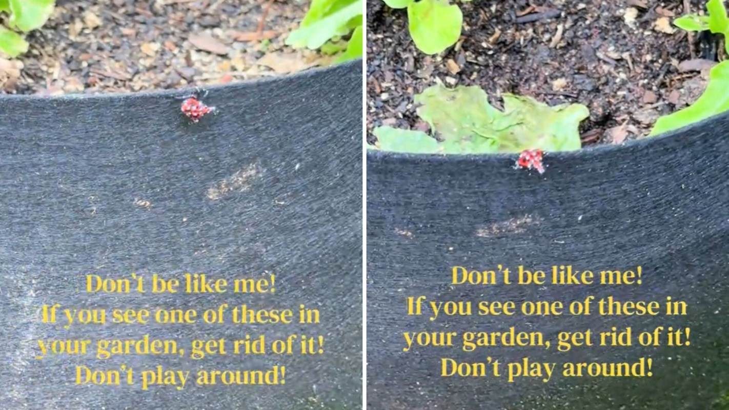 A spotted lanternfly on a flower pot.