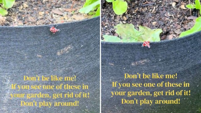 A spotted lanternfly on a flower pot.