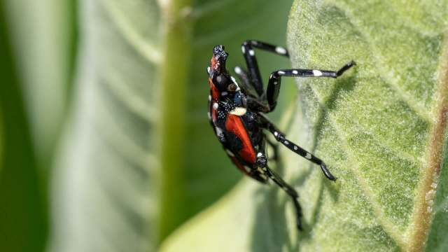 A close-up of a black and red insect resting on a green leaf, showcasing its intricate patterns and details.