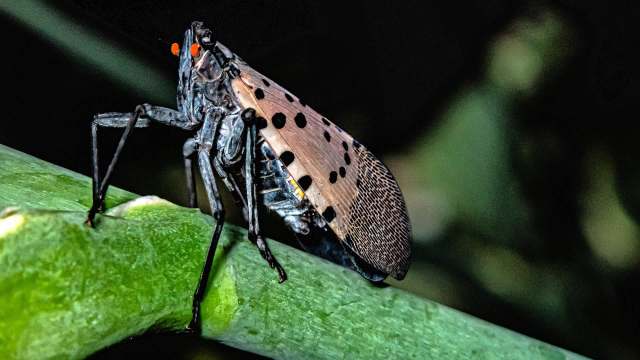 A close-up of a spotted lanternfly resting on a green stem with dark foliage in the background.