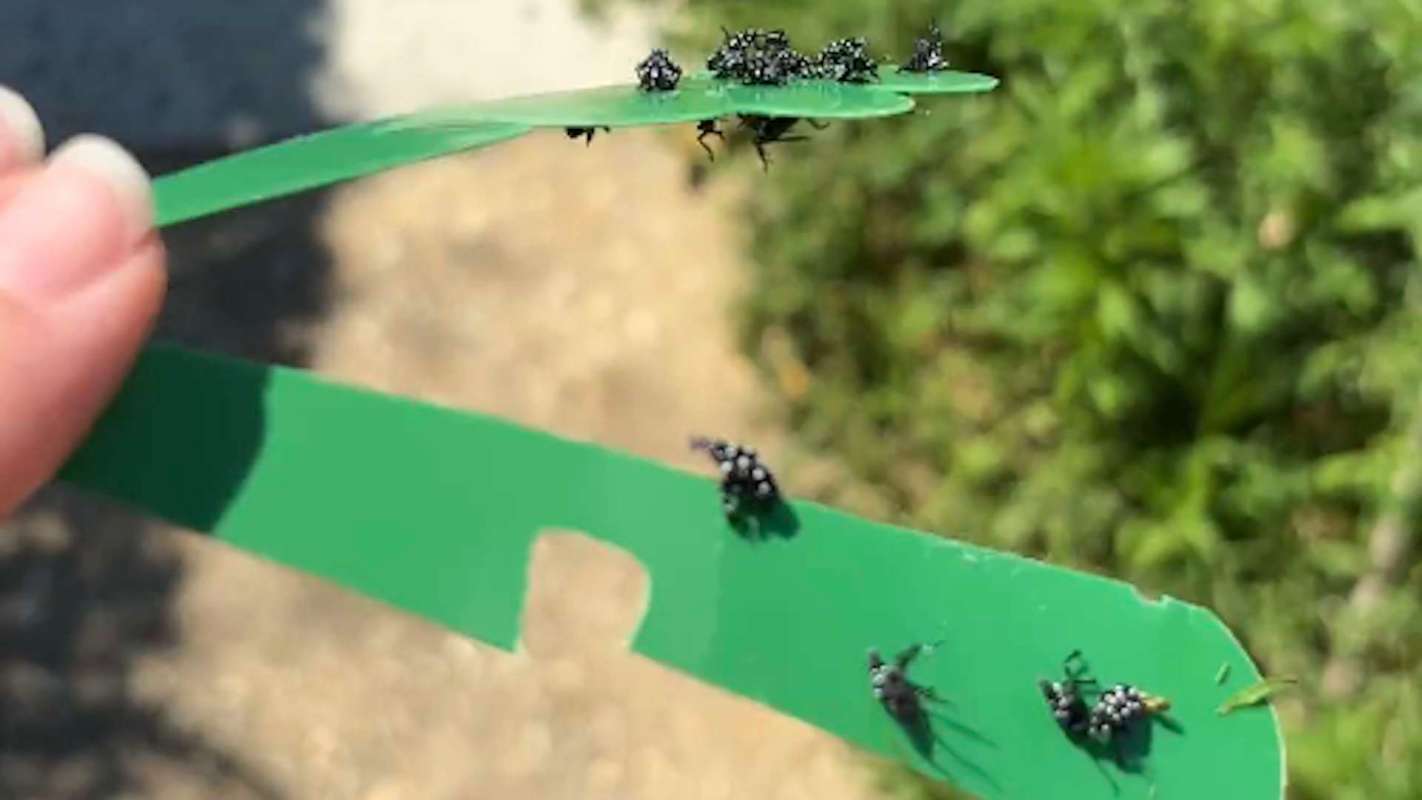A hand holding two green strips with small black insects on them against a blurred natural background.