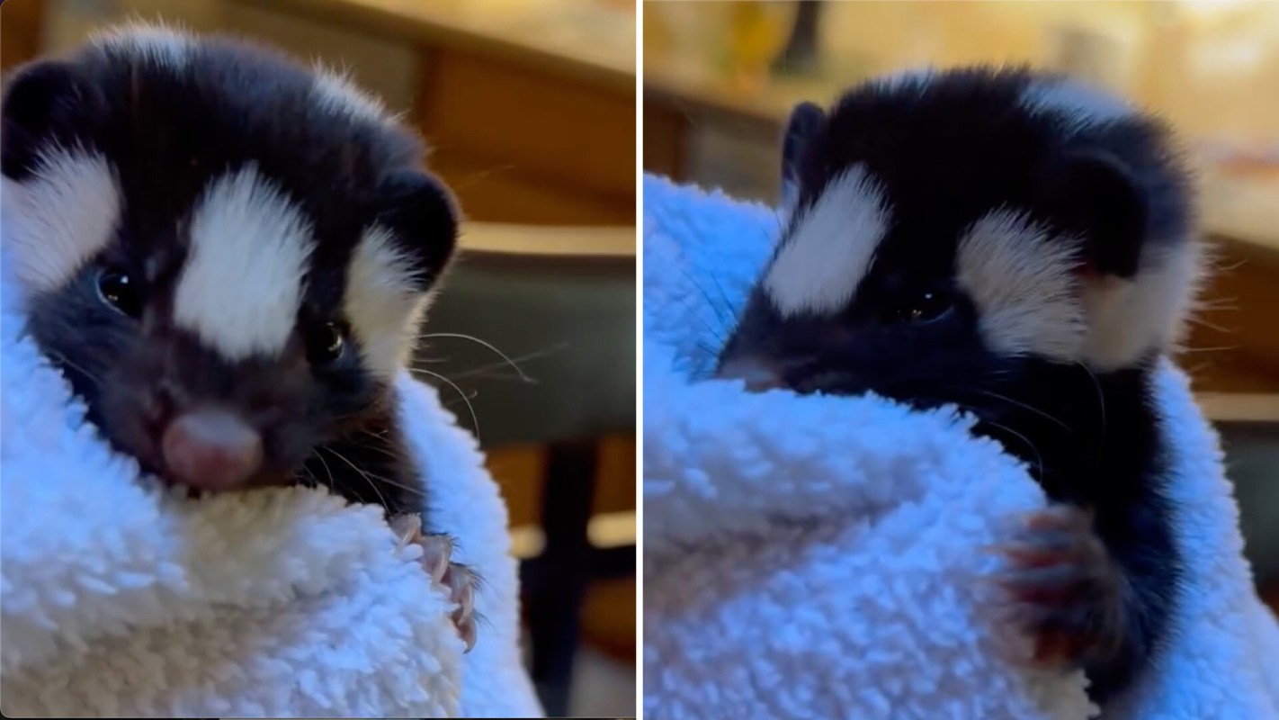 A close-up of a small animal wrapped in a white towel, featuring a distinctive black and white pattern on its face.