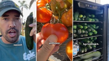 A man holds a squash, examines tomatoes, and showcases a fridge filled with zucchinis.
