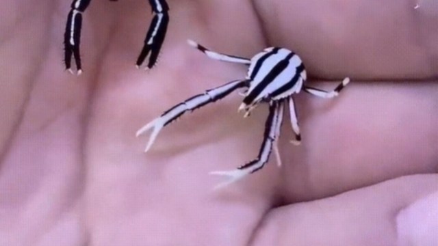 A hand holding a small black and white squat lobster.