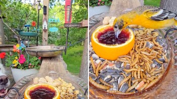A vibrant yellow oriole eating jelly from an orange slice, surrounded by seeds and peanuts on a wooden table.