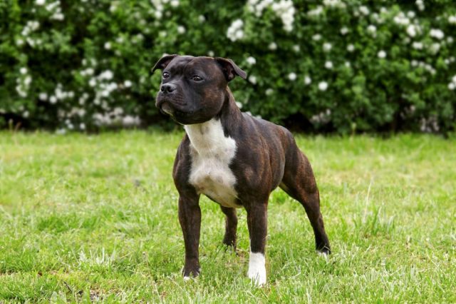 A Staffordshire Terrier standing on a grass lawn.