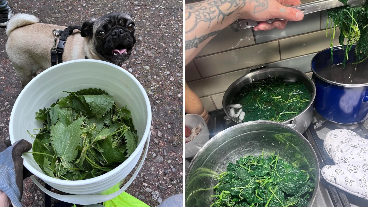 A pug looks up at a bucket of freshly picked nettles, which then simmer on the stove.
