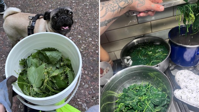 A pug looks up at a bucket of freshly picked nettles, which then simmer on the stove.