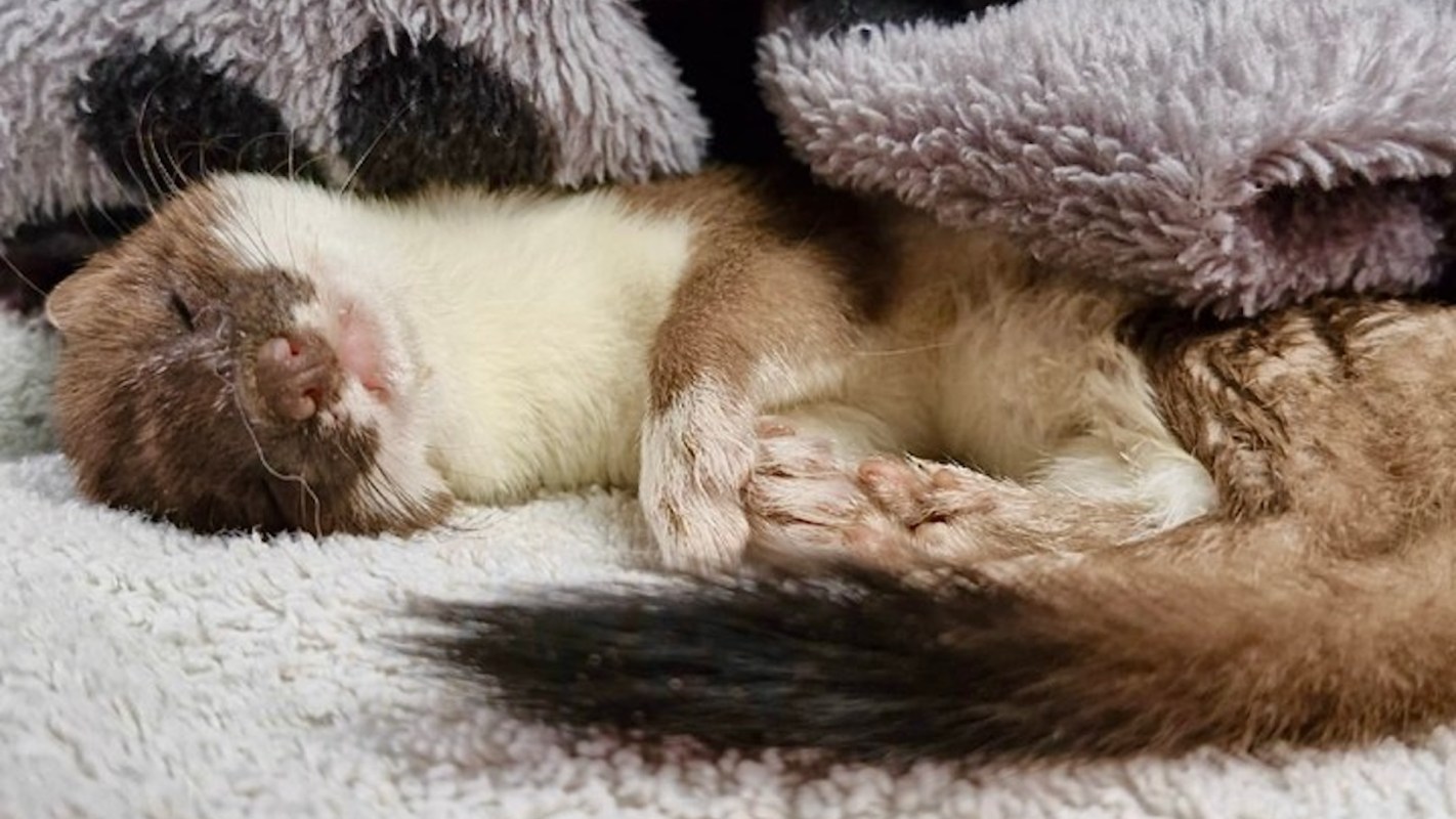 A small animal curled up and sleeping comfortably between soft blankets.
