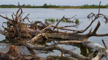 Fallen tree branches and trunks partially submerged by a river bank.