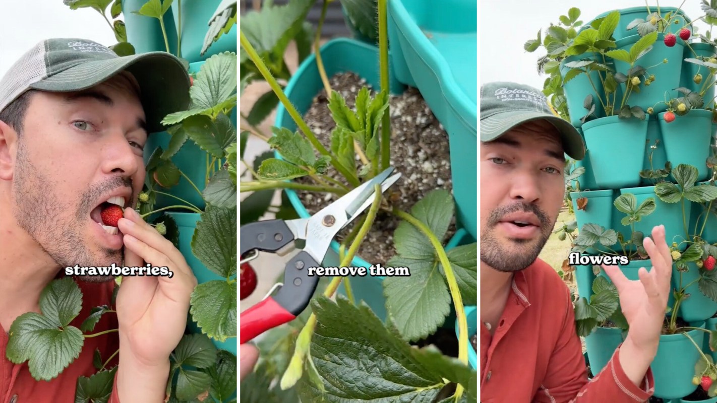 A person is examining strawberry plants, discussing harvesting and trimming techniques in a vertical garden setup.