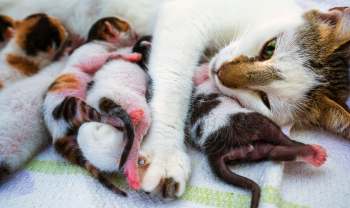 A mother cat nuzzles her kittens, which are peacefully nestled beside her.